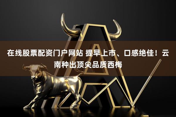 在线股票配资门户网站 提早上市、口感绝佳！云南种出顶尖品质西梅